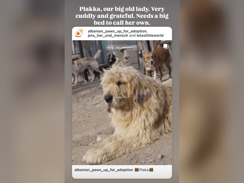 Oma Plakka (11) sucht ein gemütliches Plätzchen