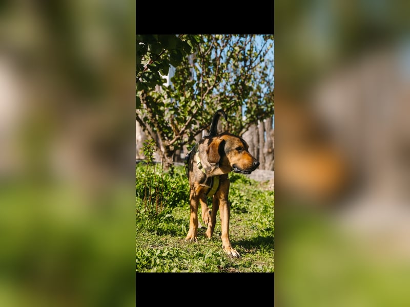 Ludo (7) sehnt sicht nach einem Zuhause