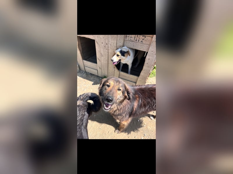 Perro (5) ist unsere dreibeinige Schönheit