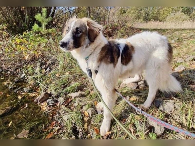 Ozora möchte überzeugen (84104 Rudelzhausen)