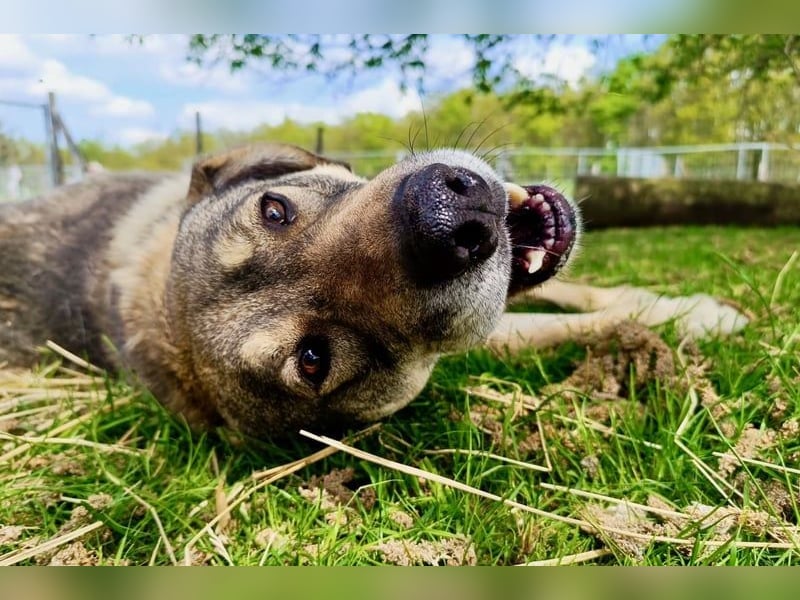 Charmanter Finn möchte die Welt erobern – hilfst du ihm dabei? (07806 Weira)