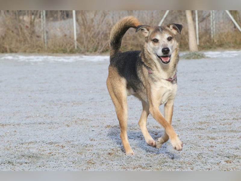 Rudi sehnt sich nach seiner eigenen Familie (84152 Mengkofen)