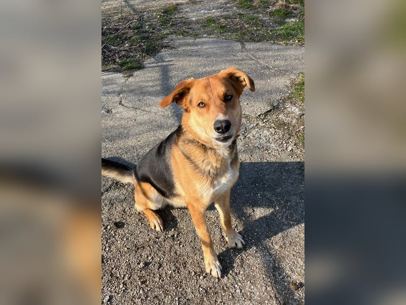 Lemmy - Verstehen Sie Hund? (07806 Weira)