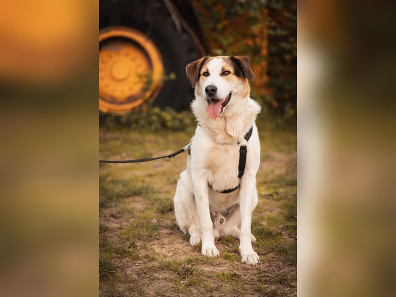 Sharky - Kinderfreund sucht Familie (47839 Krefeld)