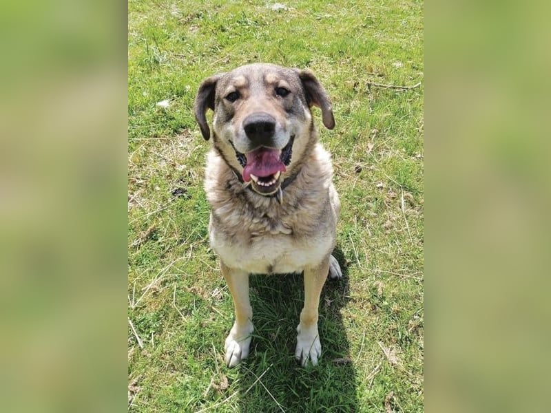 Charmanter Finn möchte die Welt erobern – hilfst du ihm dabei? (07806 Weira)