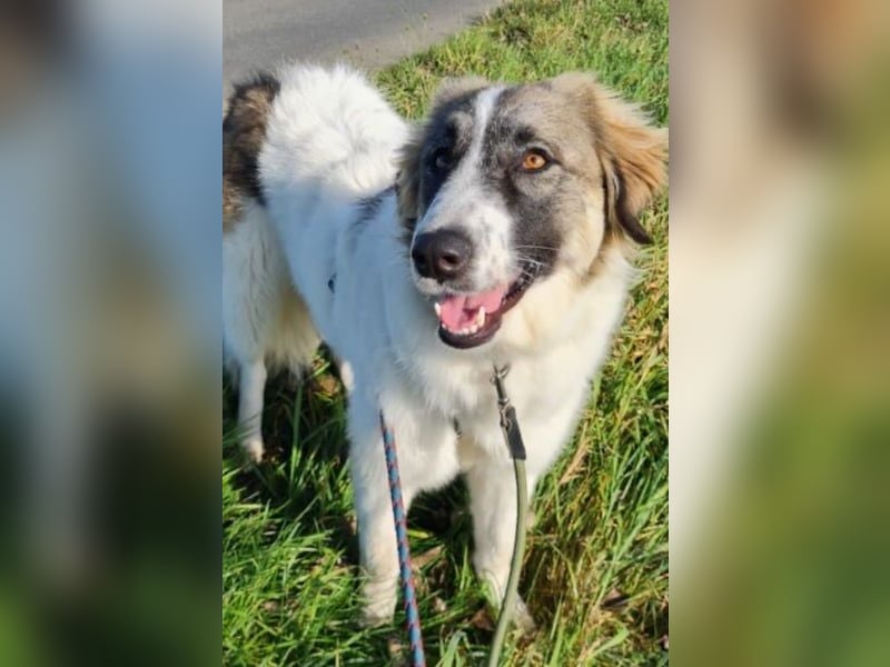 Ozora möchte überzeugen (84104 Rudelzhausen)