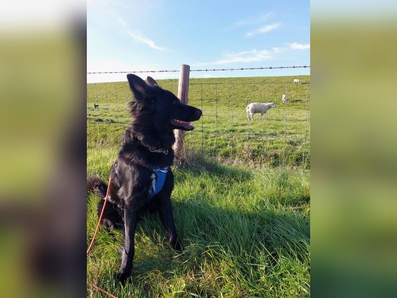 Bodhi möchte endlich ankommen (45257 Essen)