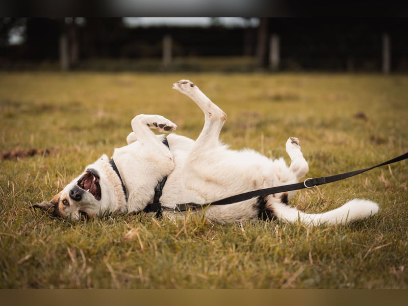 Sharky - Kinderfreund sucht Familie (47839 Krefeld)