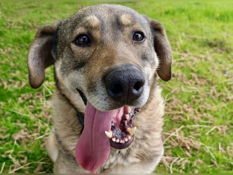 Charmanter Finn möchte die Welt erobern – hilfst du ihm dabei? (07806 Weira)