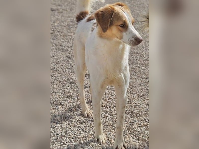 Loki – Bekommt er jetzt seine Chance? (51145 Köln)