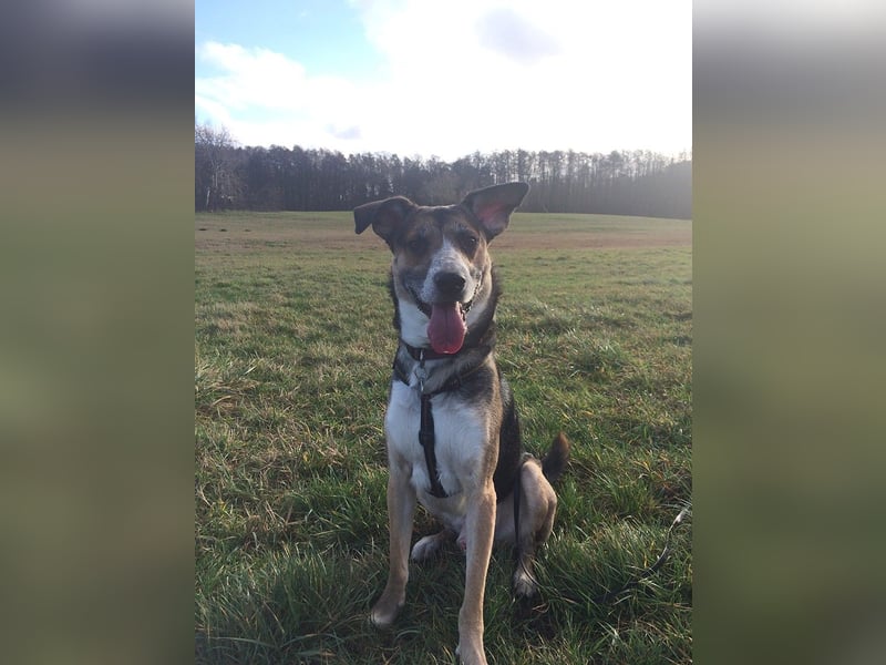 Rudi sehnt sich nach seiner eigenen Familie (84152 Mengkofen)