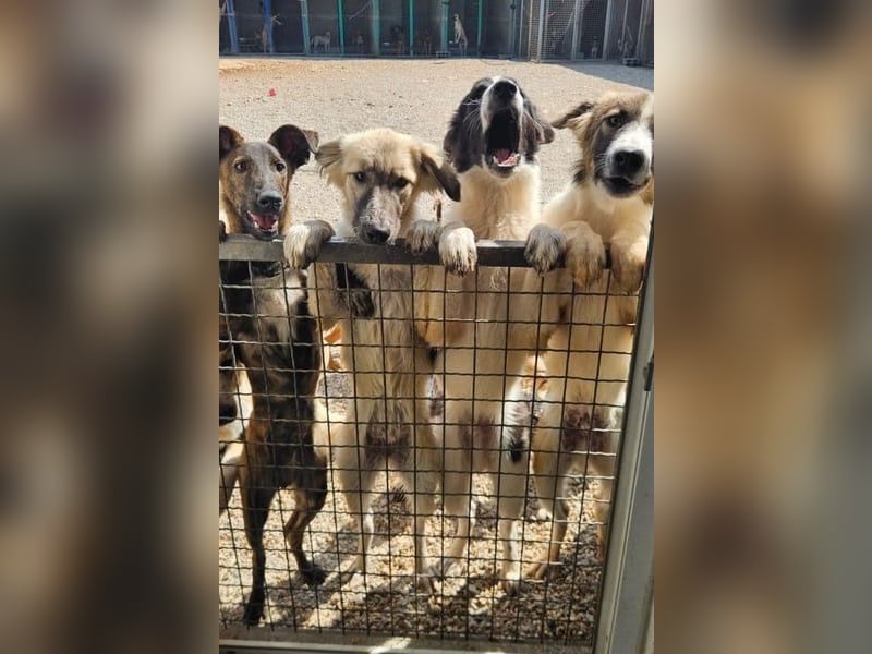 Bandon sucht sein großes Glück