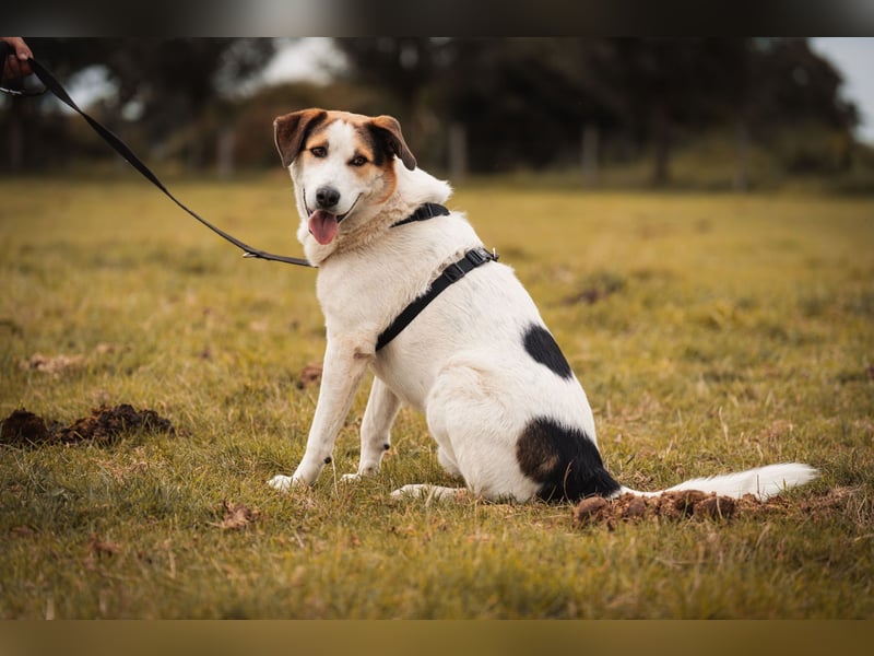 Sharky - Kinderfreund sucht Familie (47839 Krefeld)