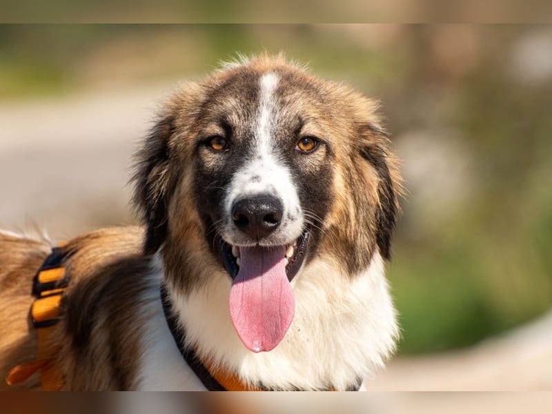 Bandon sucht sein großes Glück