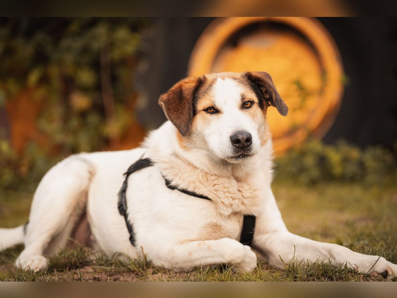 Sharky - Kinderfreund sucht Familie (47839 Krefeld)