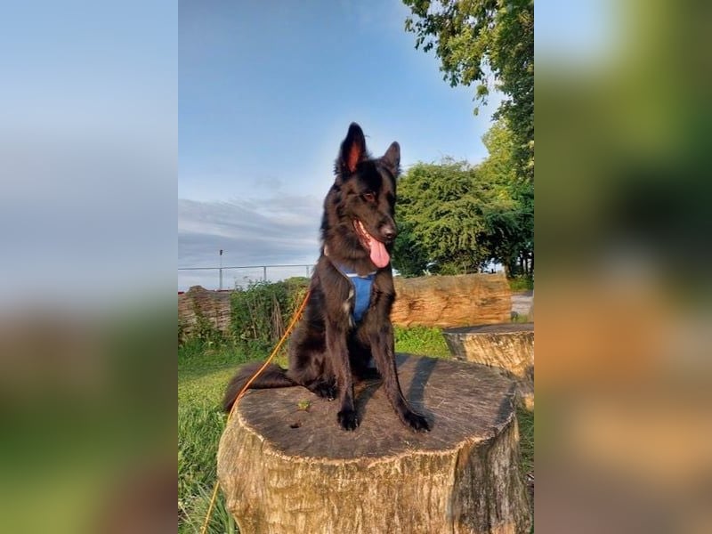 Bodhi möchte endlich ankommen (45257 Essen)