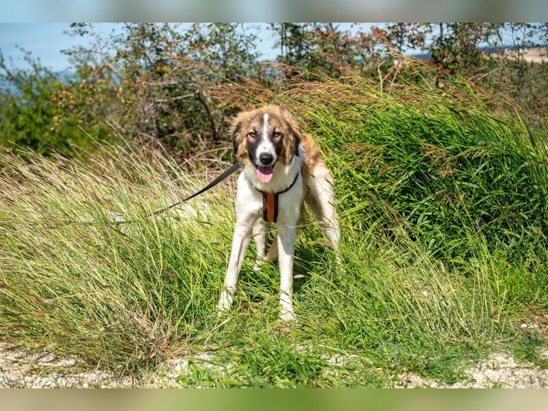 Bandon sucht sein großes Glück