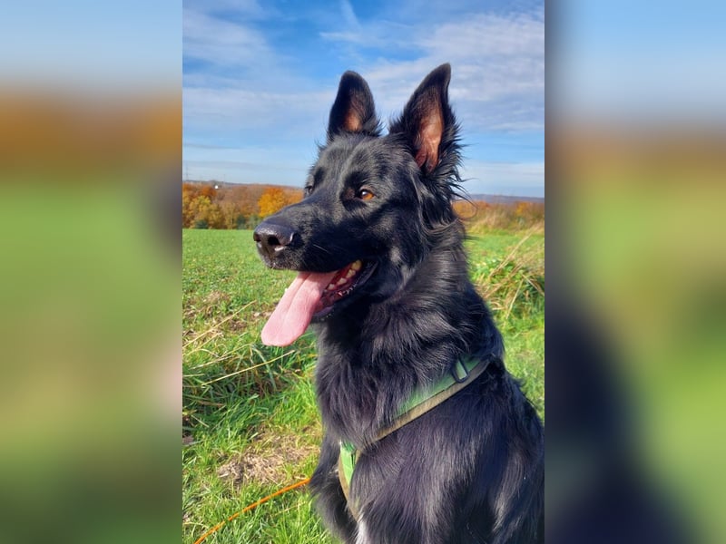 Bodhi möchte endlich ankommen (45257 Essen)