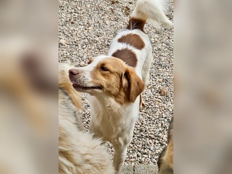 Loki – Bekommt er jetzt seine Chance? (51145 Köln)