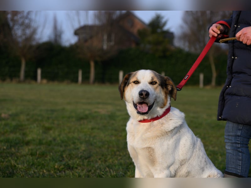 Sharky - Kinderfreund sucht Familie (47839 Krefeld)
