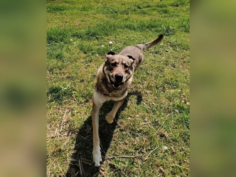 Charmanter Finn möchte die Welt erobern – hilfst du ihm dabei? (07806 Weira)