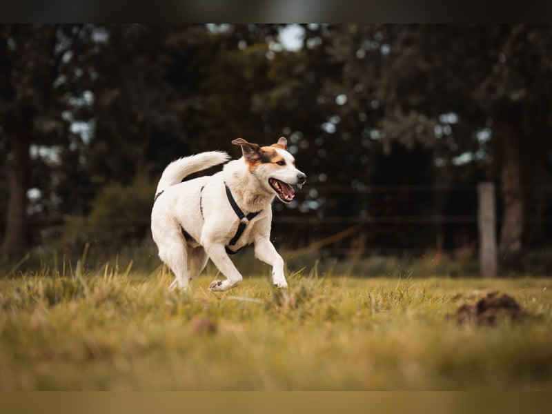 Sharky - Kinderfreund sucht Familie (47839 Krefeld)
