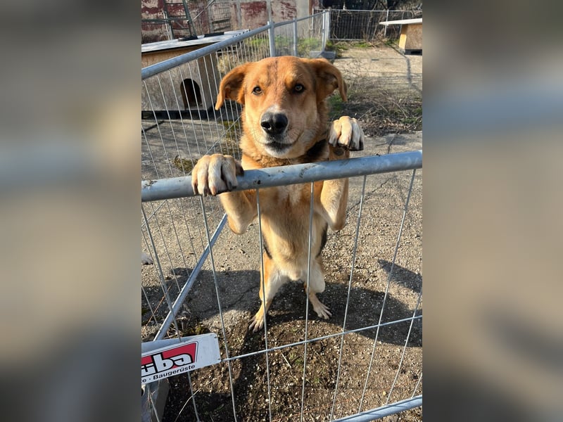 Lemmy - Verstehen Sie Hund? (07806 Weira)