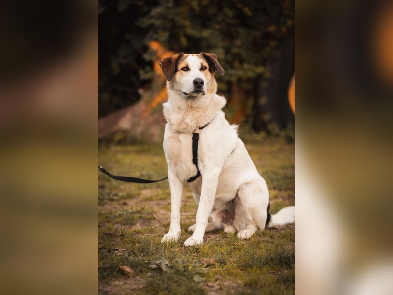 Sharky - Kinderfreund sucht Familie (47839 Krefeld)