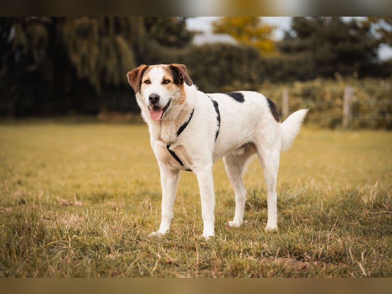 Sharky - Kinderfreund sucht Familie (47839 Krefeld)