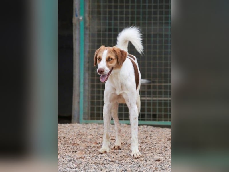 Loki – Bekommt er jetzt seine Chance? (51145 Köln)