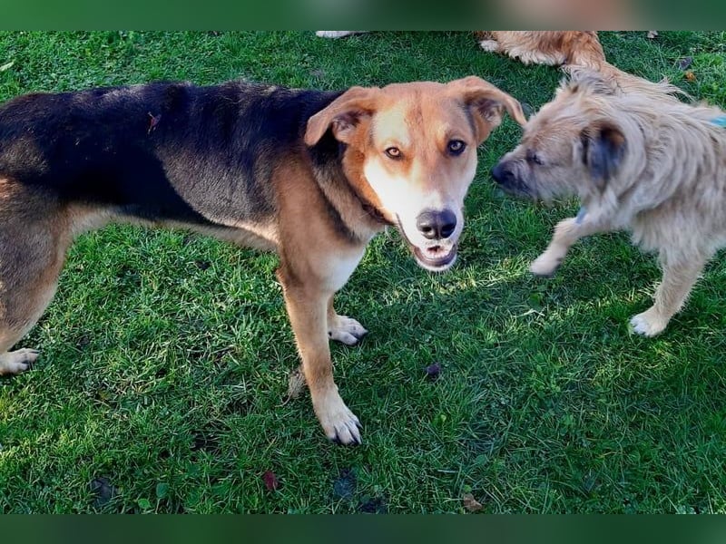 Lemmy - Verstehen Sie Hund? (07806 Weira)