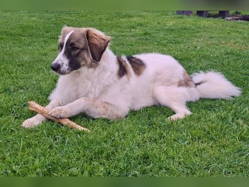 Ozora möchte überzeugen (84104 Rudelzhausen)