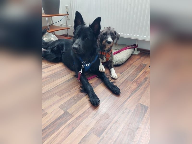 Bodhi möchte endlich ankommen (45257 Essen)