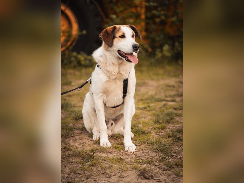 Sharky - Kinderfreund sucht Familie (47839 Krefeld)