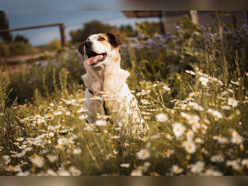 Sharky - Kinderfreund sucht Familie (47839 Krefeld)