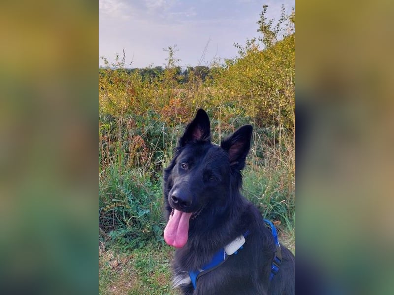 Bodhi möchte endlich ankommen (45257 Essen)