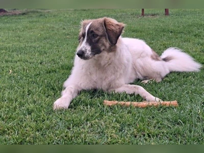 Ozora möchte überzeugen (84104 Rudelzhausen)