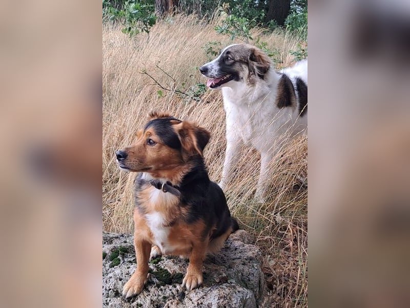 Ozora möchte überzeugen (84104 Rudelzhausen)