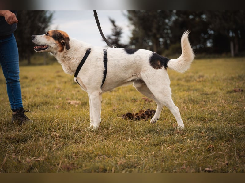 Sharky - Kinderfreund sucht Familie (47839 Krefeld)