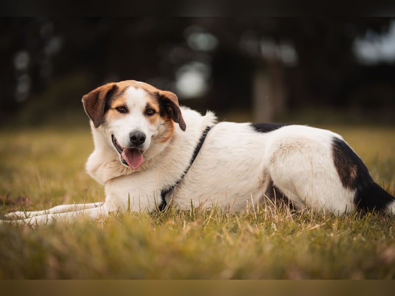 Sharky - Kinderfreund sucht Familie (47839 Krefeld)