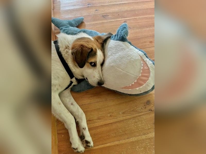 Sharky - Kinderfreund sucht Familie (47839 Krefeld)
