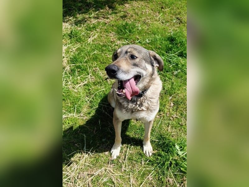 Charmanter Finn möchte die Welt erobern – hilfst du ihm dabei? (07806 Weira)