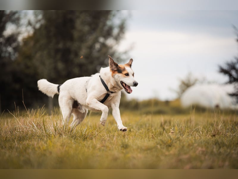 Sharky - Kinderfreund sucht Familie (47839 Krefeld)