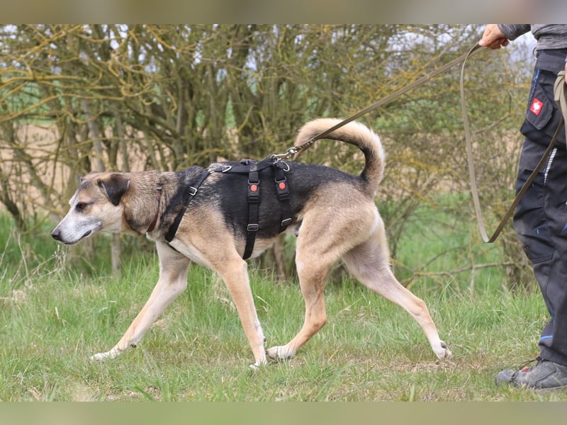 Rudi sehnt sich nach seiner eigenen Familie (84152 Mengkofen)