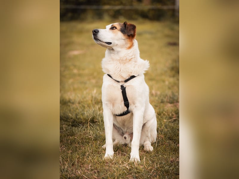 Sharky - Kinderfreund sucht Familie (47839 Krefeld)