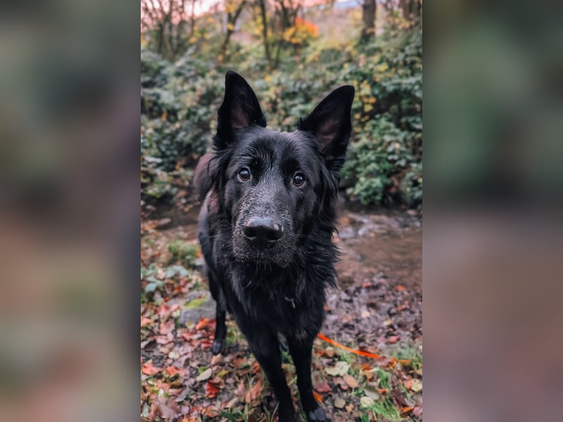 Bodhi möchte endlich ankommen (45257 Essen)