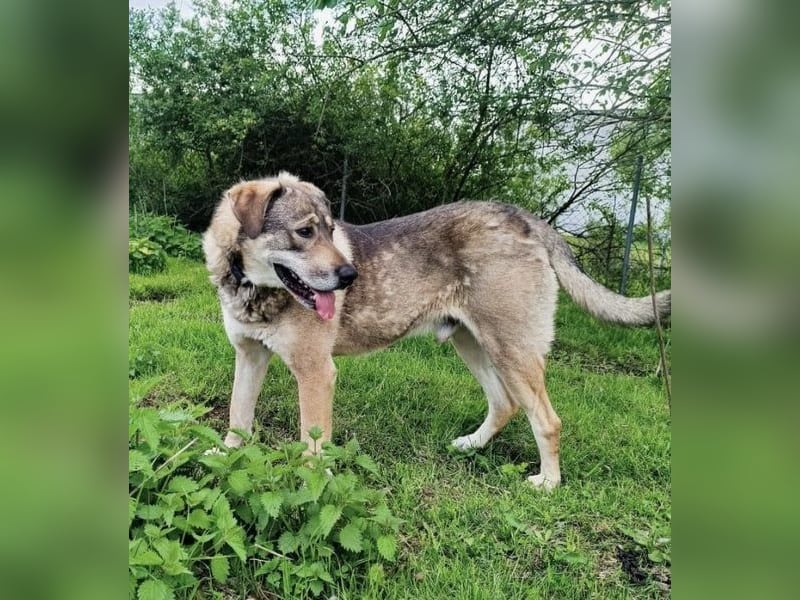 Charmanter Finn möchte die Welt erobern – hilfst du ihm dabei? (07806 Weira)