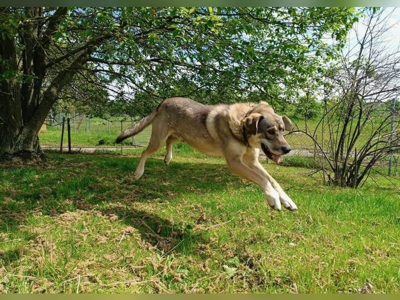 Charmanter Finn möchte die Welt erobern – hilfst du ihm dabei? (07806 Weira)
