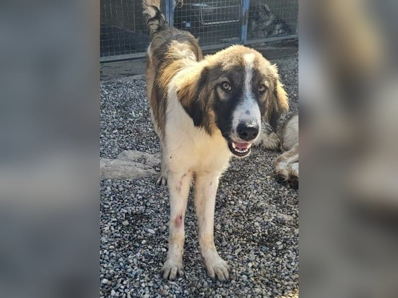 Bandon sucht sein großes Glück