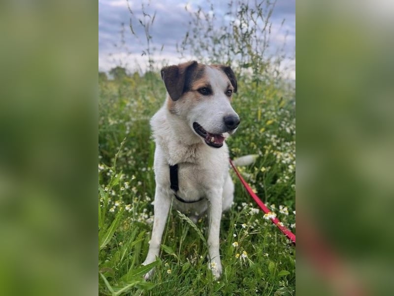 Sharky - Kinderfreund sucht Familie (47839 Krefeld)